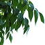 Emerald Ash Borer Treatment